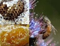 百花散藥引:蜂蜜